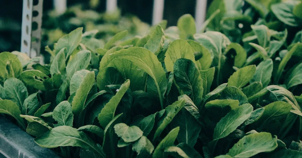 découvrez l'aquaponie, un système durable combinant aquaculture et culture hydroponique pour produire des aliments frais de manière écologique et efficace.