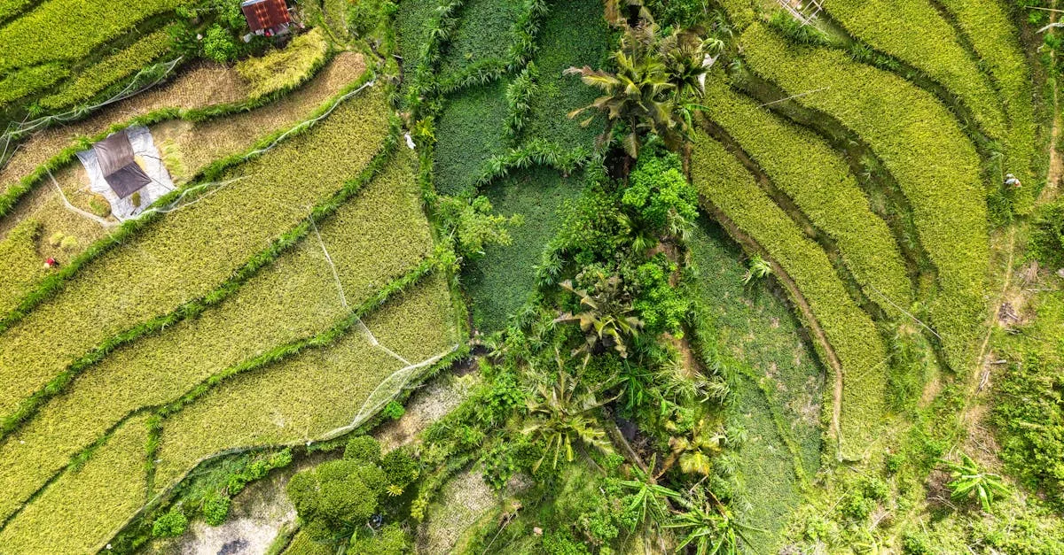 découvrez les pratiques innovantes et respectueuses de l'environnement pour une agriculture durable favorisant la préservation des ressources naturelles et le bien-être des générations futures.