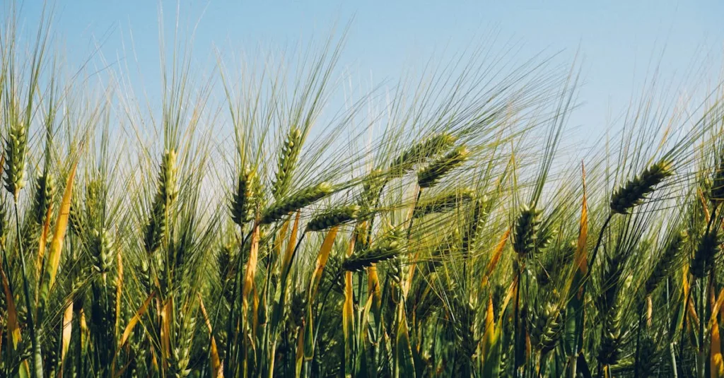 découvrez les pratiques d'agriculture durable visant à préserver l'environnement, améliorer la qualité des sols et assurer une production alimentaire responsable pour les générations futures.