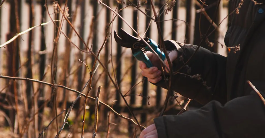 découvrez nos conseils et techniques de taille pour entretenir vos arbres et arbustes, favoriser leur croissance et améliorer la santé de votre jardin.