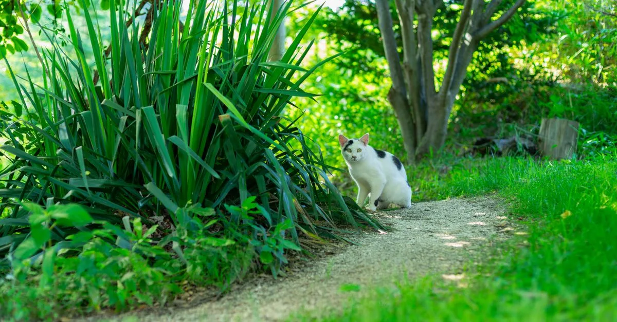 découvrez des conseils et astuces pour assurer une coexistence harmonieuse entre votre chat et les autres animaux ou membres de la famille.
