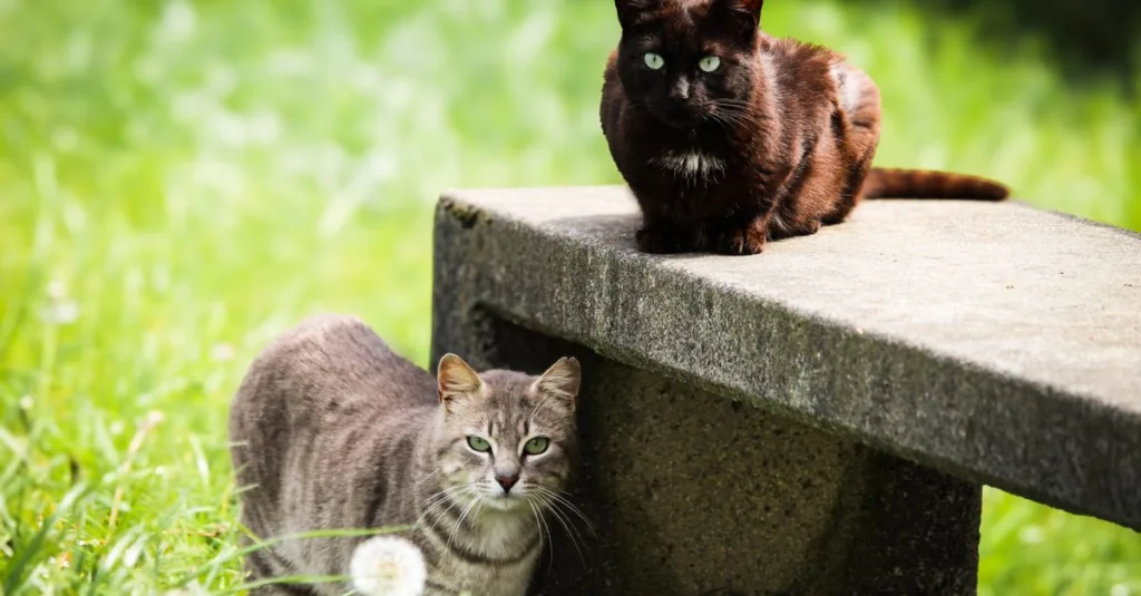 découvrez des conseils pratiques pour favoriser la coexistence harmonieuse entre les chats et les autres animaux ou membres de la famille.