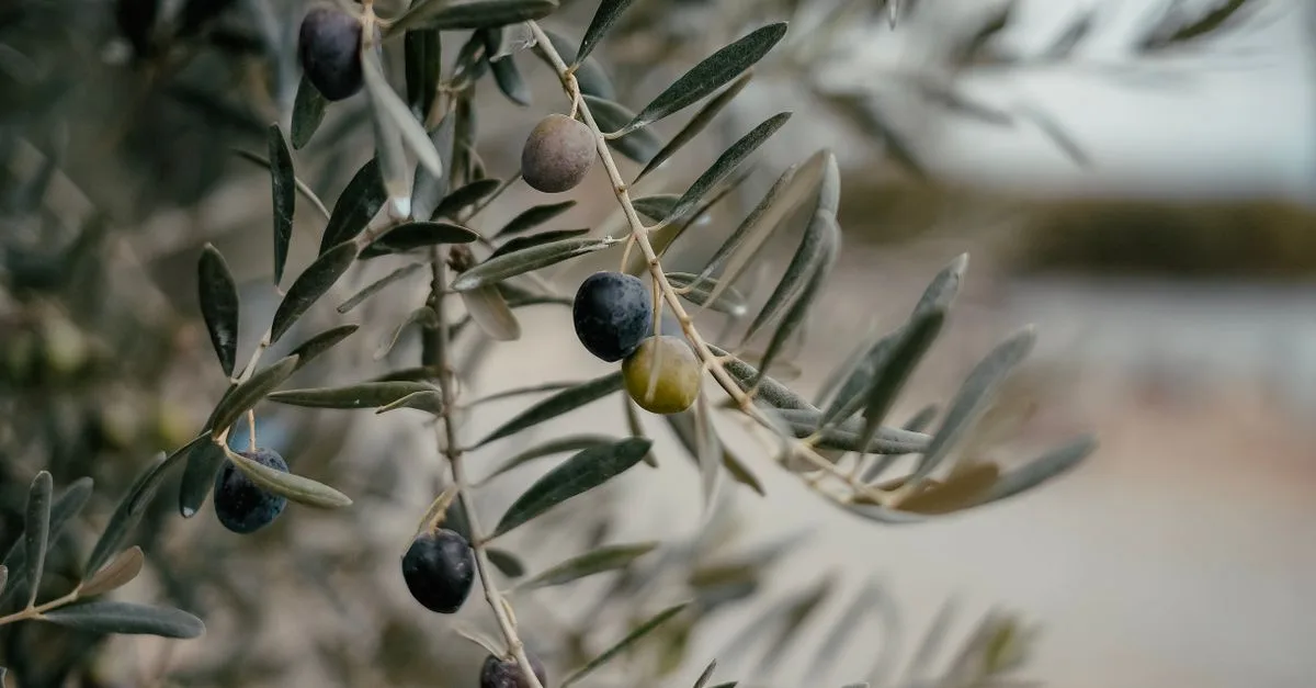 découvrez la teinte olive green, une couleur naturelle et élégante qui apporte une touche de sophistication et de fraîcheur à vos créations, vêtements et décors.