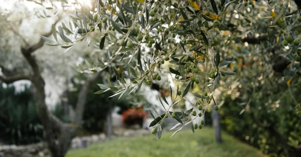 découvrez la teinte olive green, une couleur naturelle et apaisante qui évoque la sérénité et la nature. parfaite pour un style élégant et intemporel.